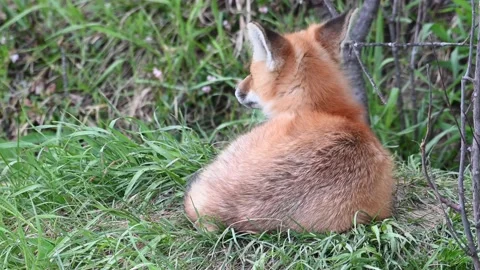 Red fox in the wild Видео 150981167
