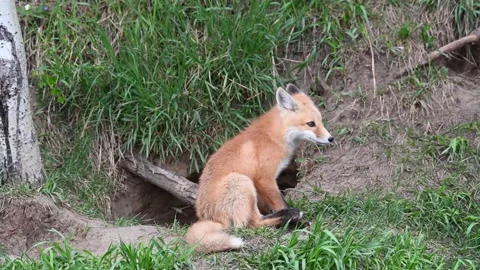 Red fox in the wild Stock Footage 150981187