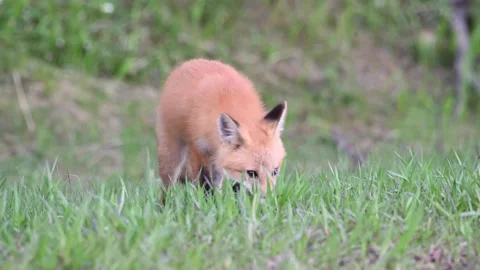 Red fox in the wild Stock Footage 150981203