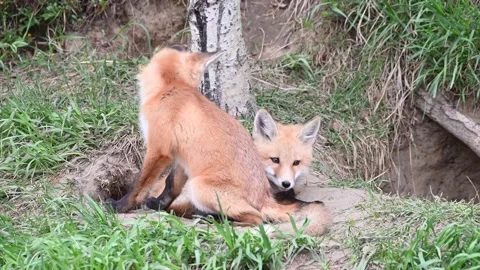 Red fox in the wild Stock Footage 150981208