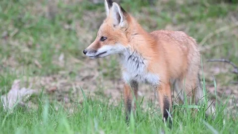 Red fox in the wild Stock Footage 150981226
