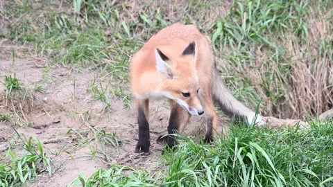 Red fox in the wild Stock Footage 150981247