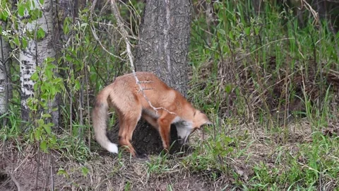 Red fox in the wild Stock Footage 150981257