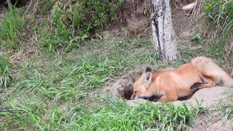 Red fox in the wild Stock Footage 150981274