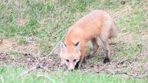 Red fox in the wild Vídeo Stock 150981283