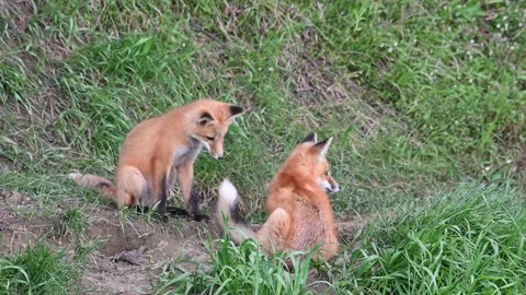 Red fox in the wild Stock Footage 150981304