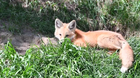 Red fox in the wild Stock Footage 150981321