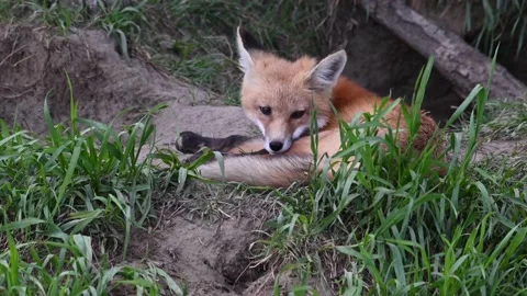Red fox in the wild Stock Footage 150981345