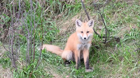 Red fox in the wild Video stock 150981397