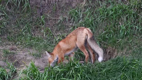 Red fox in the wild Stock-Footage 150981407