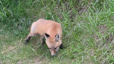 Red fox in the wild Stock Footage 150981423