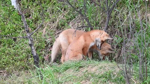 Red fox in the wild Stock Footage 150981432