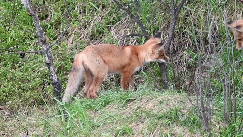 Red fox in the wild Stock Footage 150981433