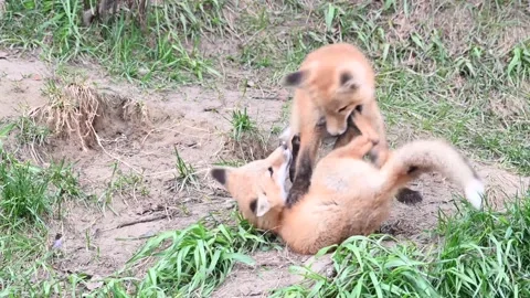 Red fox in the wild Stock Footage 150981440