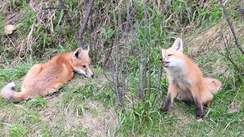 Red fox in the wild Stock Footage 150981451
