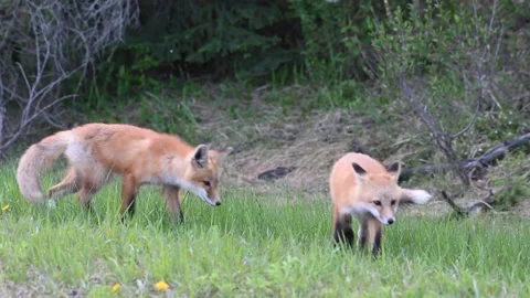 Red fox in the wild Stock Footage 150981457