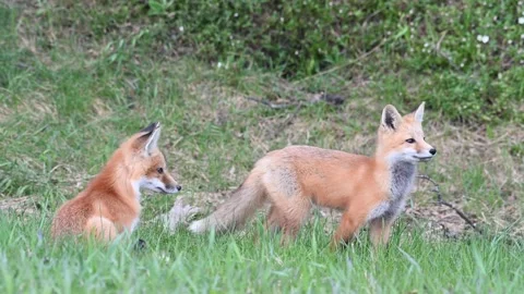 Red fox in the wild Stock Footage 150981458