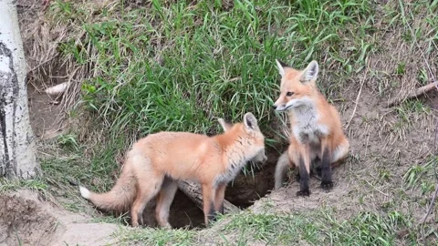 Red fox in the wild Stock Footage 150981473