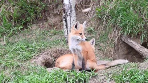 Red fox in the wild Stock Footage 150981475