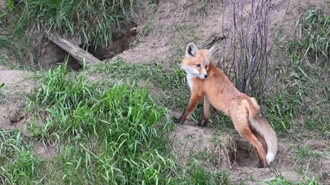 Red fox in the wild Stock Footage 150981481
