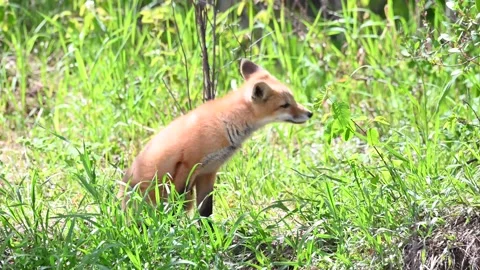 Red fox in the wild Stock Footage 150981483