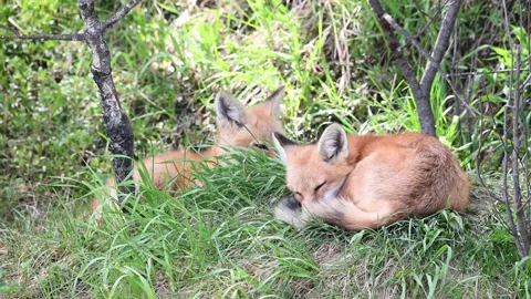 Red fox in the wild Stock Footage 150981489
