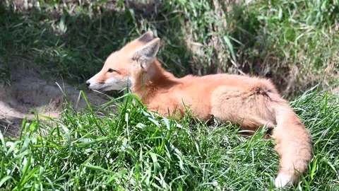 Red fox in the wild Stock Footage 150981491