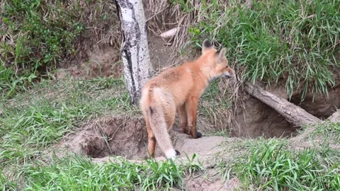 Red fox in the wild Stock Footage 150981493