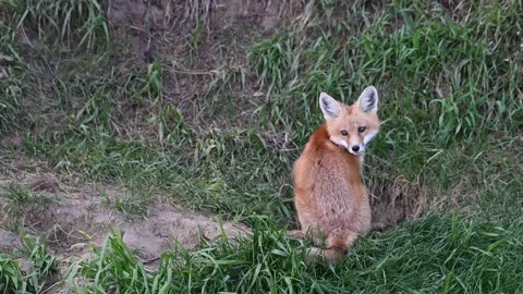 Red fox in the wild Stock Footage 150981502