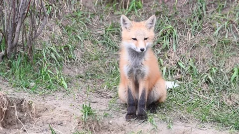 Red fox in the wild Stock Footage 150981505
