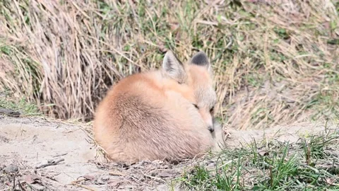 Red fox in the wild Stock Footage 150981512