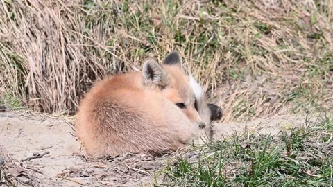 Red fox in the wild Stock Footage 150981523