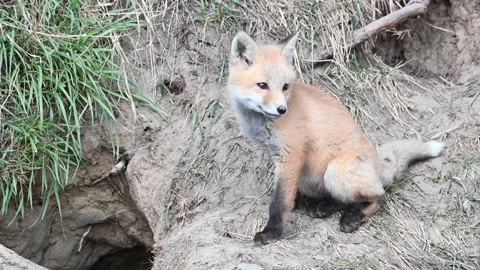 Red fox in the wild Stock Footage 150981524