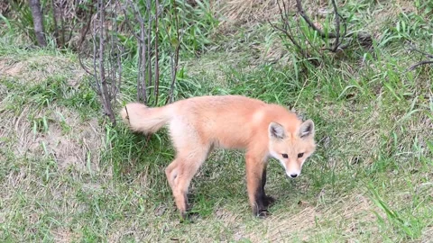 Red fox in the wild Stock Footage 150981532