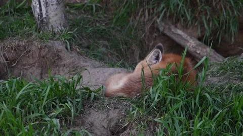 Red fox in the wild Stock Footage 150981536