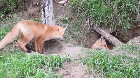 Red fox in the wild Stock Footage 150981537