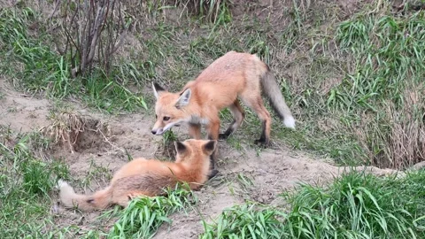 Red fox in the wild Stock Footage 150981545
