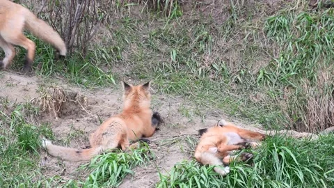 Red fox in the wild Stock Footage 150981546