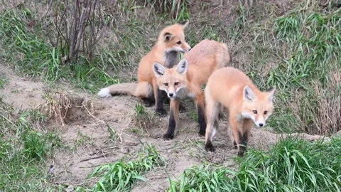 Red fox in the wild Stock Footage 150981548
