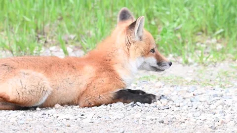 Red fox in the wild Stock Footage 150981549