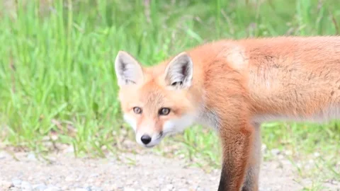 Red fox in the wild Stock Footage 150981565