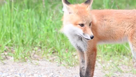 Red fox in the wild 動画素材 150981566