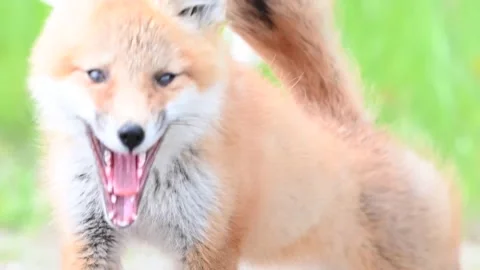 Red fox in the wild Видео 150981573