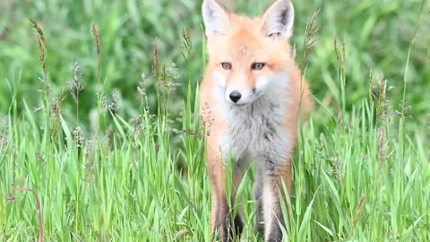 Red fox in the wild Stock Footage 150981574