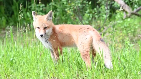 Red fox in the wild Stock Footage 150981579