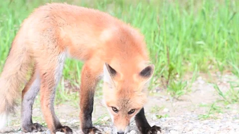 Red fox in the wild Stockbeeldmateriaal 150981583