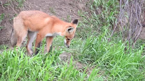 Red fox in the wild Stock Footage 150981588