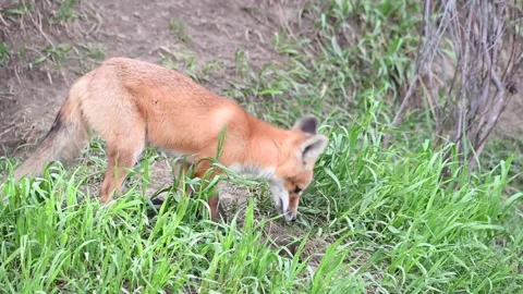 Red fox in the wild Video stock 150981589
