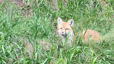 Red fox in the wild Stock Footage 150981591