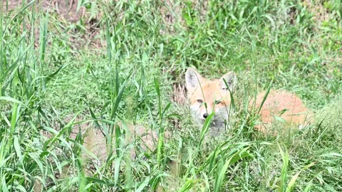 Red fox in the wild Stock Footage 150981597